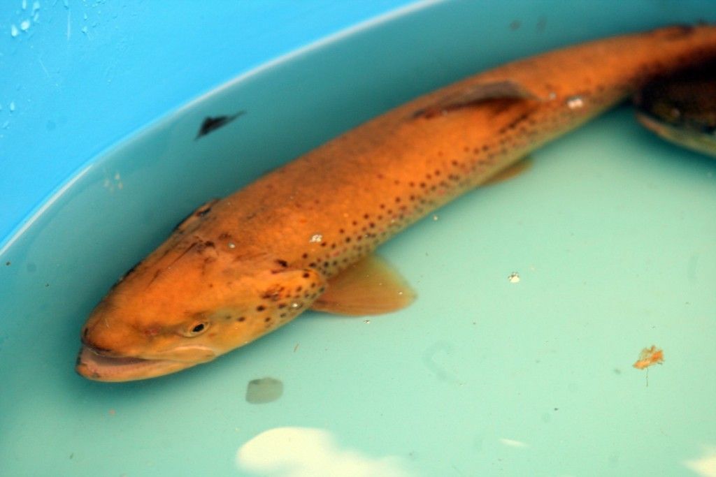 FishFest