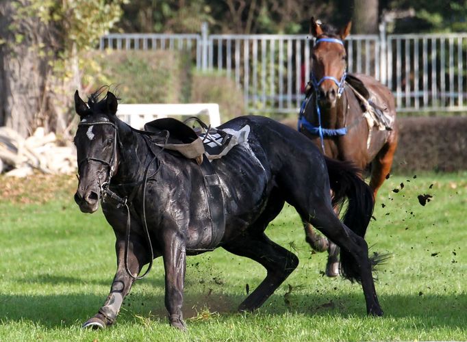 Velká pardubická 2015: Peintre Abstrait