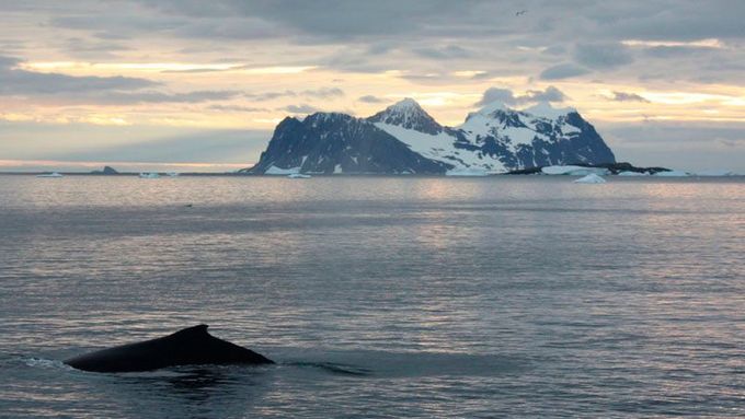 Jeden z těch, za které bojují Greenpeace. Keporkak brouzdá ledovými vodami u Antarktidy. Snímek byl pořízen poblíž britské výzkumné stanice Rothera.