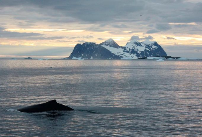 Jeden z těch, za které bojují Greenpeace. Keporkak brouzdá ledovými vodami u Antarktidy. Snímek byl pořízen poblíž britské výzkumné stanice Rothera.