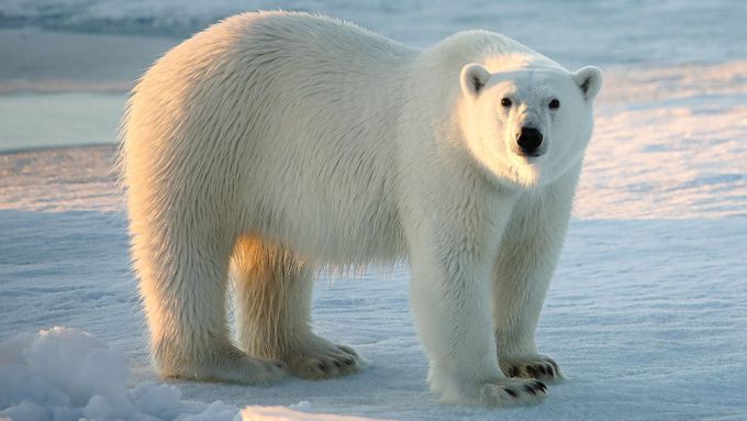 Polární medvědi si našli originální úkryt před krutou zimou. Ilustrační obrázek.