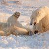 Finalisté soutěže Nikon Comedy Wildlife Awards 2024