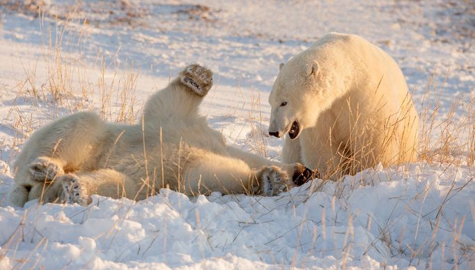 Finalisté soutěže Nikon Comedy Wildlife Awards 2024