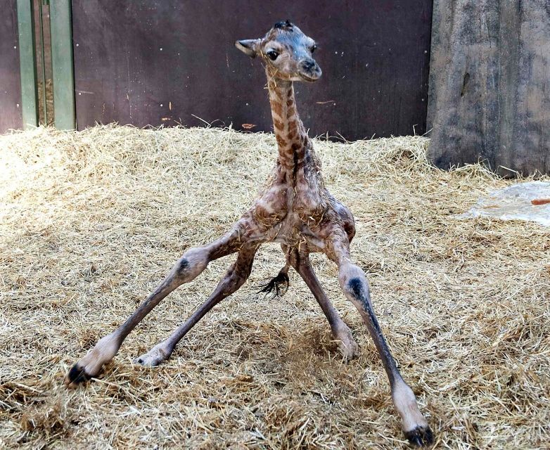 Mláďata
