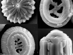 Nanoplankton (pod elektronovým mikroskopem), který se nově vyvinul až po srážce Země s asteroidem před 65 miliony let.