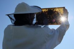 Veterináři pozastavili činnost Včelpu kvůli nekvalitnímu medu i nejasnému původu surovin