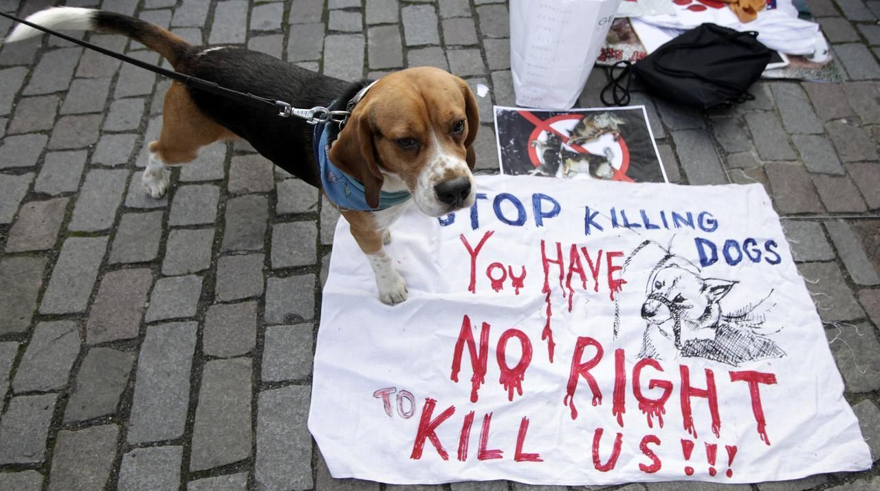 Pes - protest - demonstrace - Praha - Rumunsko