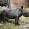 Nové mládě nosorožce v ZOO Dvůr Králové