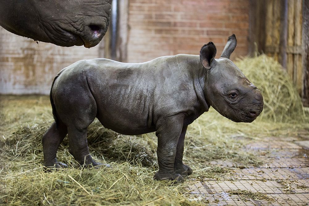 Nové mládě nosorožce v ZOO Dvůr Králové