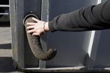 Slonice ze Zoo Blijdorp v Rotterdamu přicestovaly v přepravním kontejneru.
