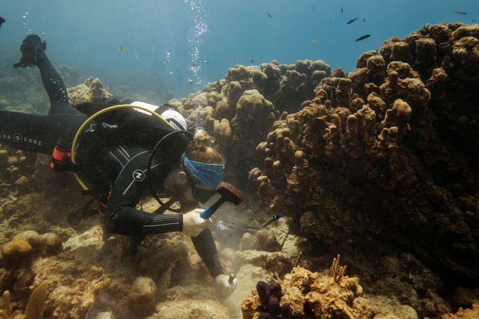 Ekolog odebírá vzorky korálů postižených nemocí SCTLD.