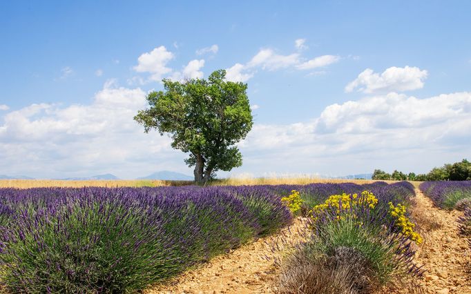 Levandulová pole v Provence