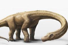 Největší dinosaurus zemřel mladý. Mohl ještě růst