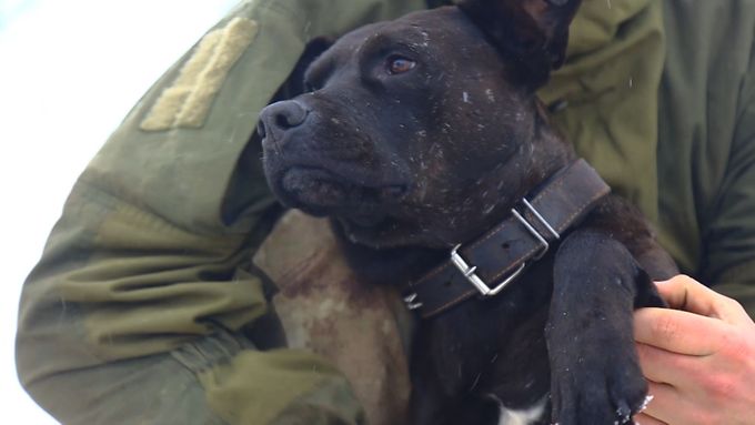 Pes Desátník: Šlápl na minu a zachránil přátelům v boji život. Už je zpět v akci