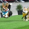 Vilnius, Corgi, pes, závody, Litva, přehlídka, zábava
