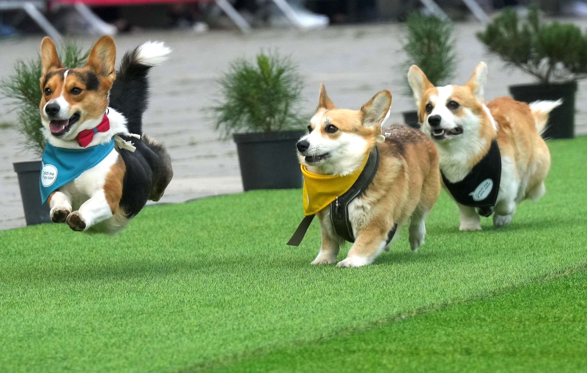 Vilnius, Corgi, pes, závody, Litva, přehlídka, zábava