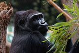 Gorily, které sdílí expozici spolu s mrštnými guerézami, mají uvnitř a venku dohromady přes tři tisíce metrů čtverečních prostoru. Část vnitřní plochy je návštěvníkům skrytá a slouží jako zázemí pro práci ošetřovatelů. Každé zvíře tu má vlastní ložnici, kde přebývá, je-li potřeba ho z nějakého důvodu oddělit od ostatních.