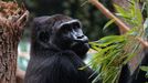 Zoo Praha, nový pavilon goril (Rezervace DJA, gorily a střední Afrika)