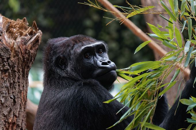 Zoo Praha, nový pavilon goril (Rezervace DJA, gorily a střední Afrika)