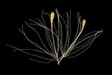 Typha latifolia (Orobinec širokolistý) - nažka