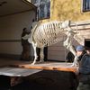 stěhování kostry nosorožce Sudána ze Dvora Králové do Národního muzea