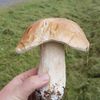 NEPOUŽÍVAT !!! Fotosoutěž houby 2017
