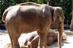 Liberecká zoo utratila slonici Gaurí, byla nemocná