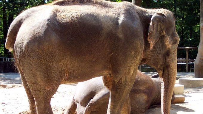 Sloni indičtí jsou zařazeni do Evropského záchovného programu (EEP)