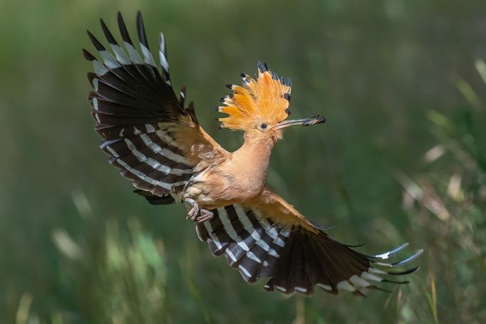 Porotci soutěže Czech Nature Photo vystavují na Staroměstské radnici