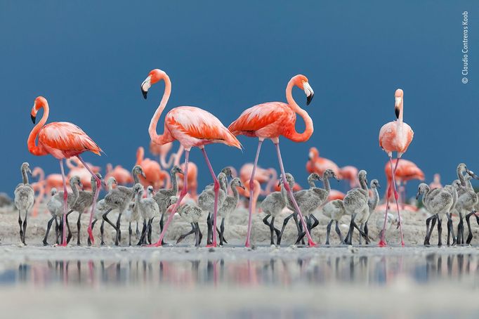 Wildlife Photographer of the Year: fotografie, které se utkají o cenu diváků