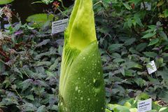 V Liberci vykvete zmijovec. Má největší květ na světě