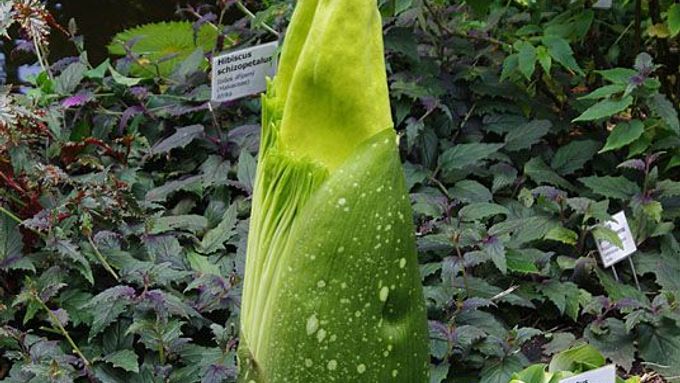 To je on. Zmijovec titánský, květina s údajně největším květenstvím na světě. Pozor, páchne po shnilé rybě