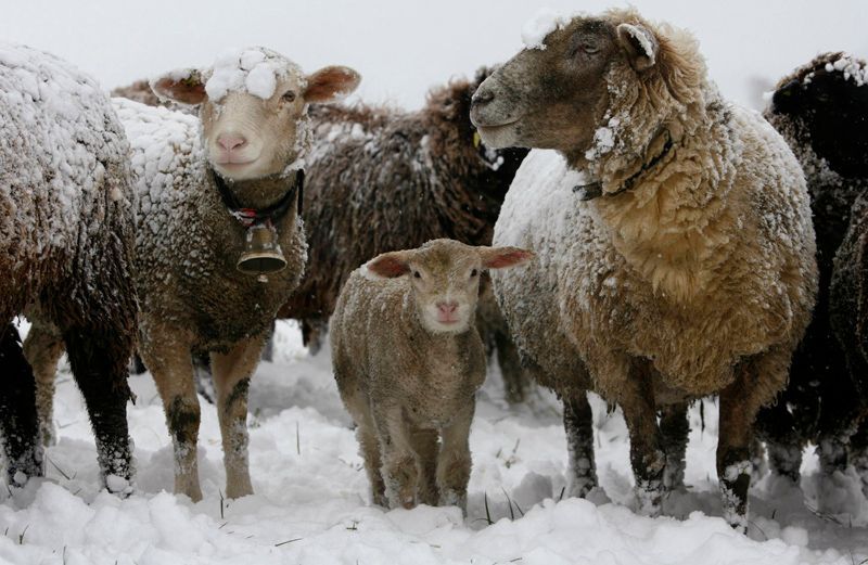 Ovce sněhulačky