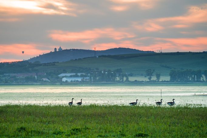 Husy u rybníku Nesyt. Národní přírodní rezervace Lednické rybníky. Rok 2020