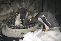 Homosexuální pár tučňáků v Sydney si po první adopci osvojil druhé vejce