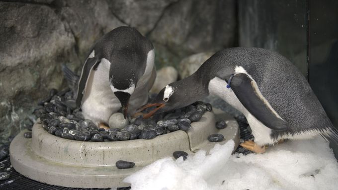 Gay tučňáčí dvojice si po první adopci osvojila druhé vejce