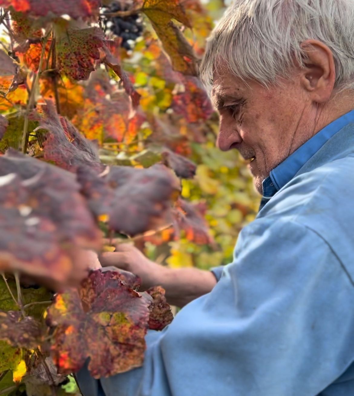 Vinný sklep U Otáhalů Hustopeče