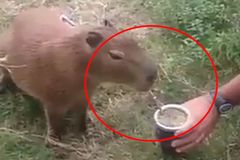 Na argentinské zbohatlíky útočí kapybary. Ničí jim trávníky a napadají jejich psy