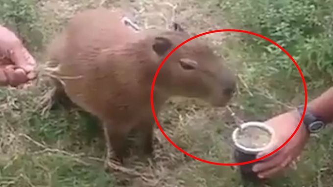 Kapybara ohromila obyvatele argentinské provincie Nordelta tím, že sama pila vodu z brčka.