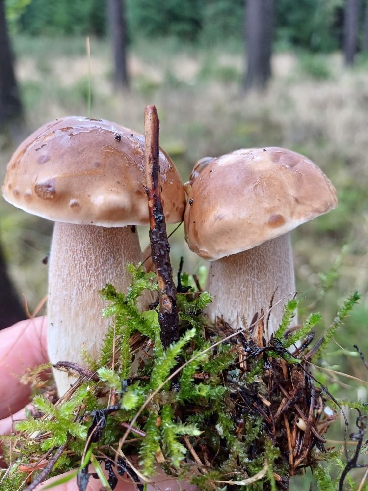Houby - fotosoutěž