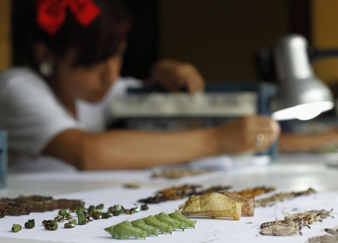 A worker inspects butterfly cocoons before packing them for export in Butterfly Garden in La Guacima, northwest of San Jose, May 14, 2012. According to the owner Joris Brinkerhoff, who is from the U.S and has more than 29-years of experience dedicated to the export of butterfly cocoons, more than 80,000 cocoons of 70 different species are exported every month from Costa Rica to Europe, Asia, Canada, Mexico and the United States, with prices of the cocoons ranging from $3 to $10 each. REUTERS/Juan Carlos Ulate (COSTA RICA - Tags: BUSINESS SOCIETY ANIMALS) Published: Kvě. 15, 2012, 4:59 dop.