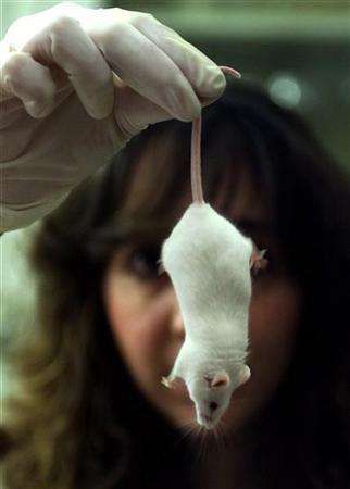 Laboratorní myš