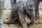 Další zázrak v Zoo Praha: Poprvé se tam narodilo slůně