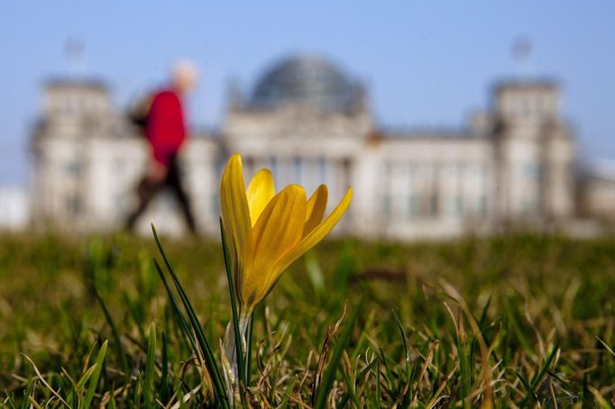 Rozkvetlý krokus před Reichstagem, Berlín. 16. března 2012.