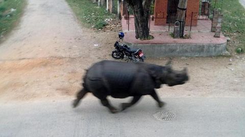 Nosorožec zabíjel v ulicích nepálského města
