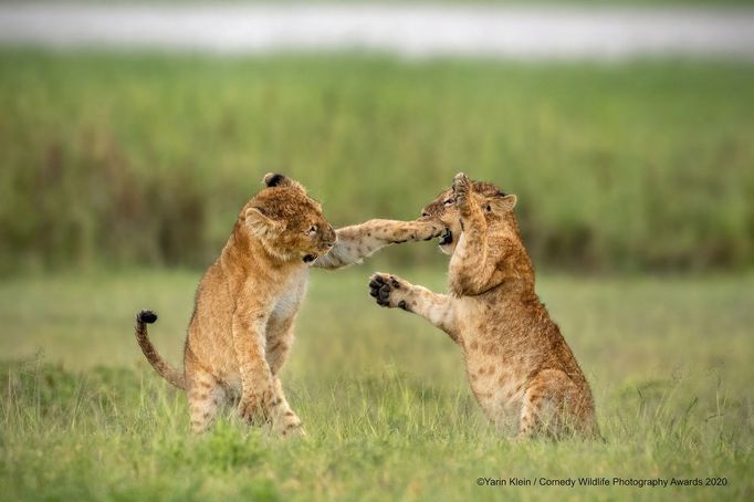 Vtipné fotky zvířat: Comedy Wildlife Photography Awards 2020