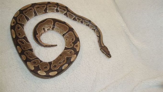 Had, kterého Američan dostal na talíři, už byl naštěstí mrtvý - ilustrační foto