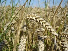 Ceny pšenice vzrostly tento rok o 52 procent.