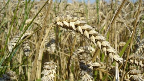 Vědci rozluštili genom pšenice. Je složitější než u člověka