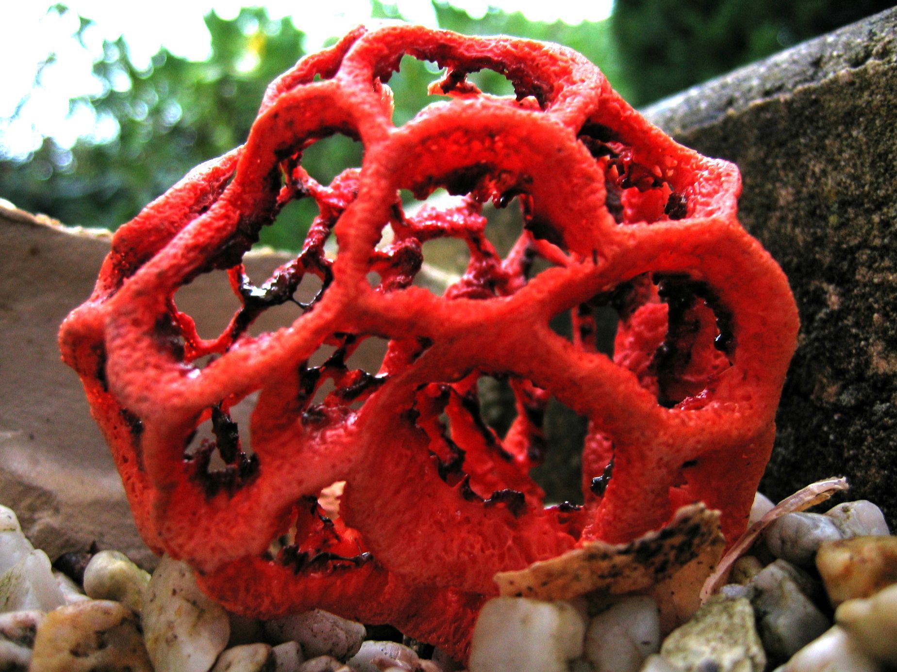 Jednorázové užití / Fotogalerie / Tak vypadá uhrančivý svět divnohub